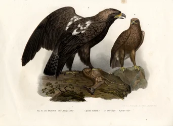 Aigle impérial oriental, 1864